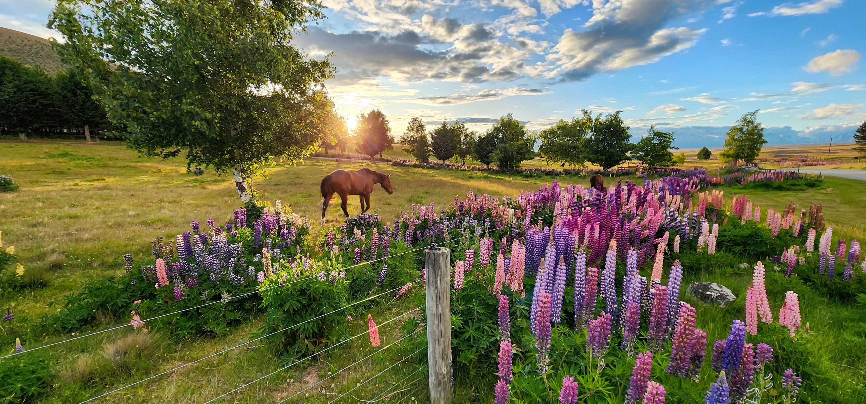 Braemar Road, Tekapo, New Zealand