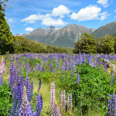 Cascade Creek Lupine Fields, New Zealand