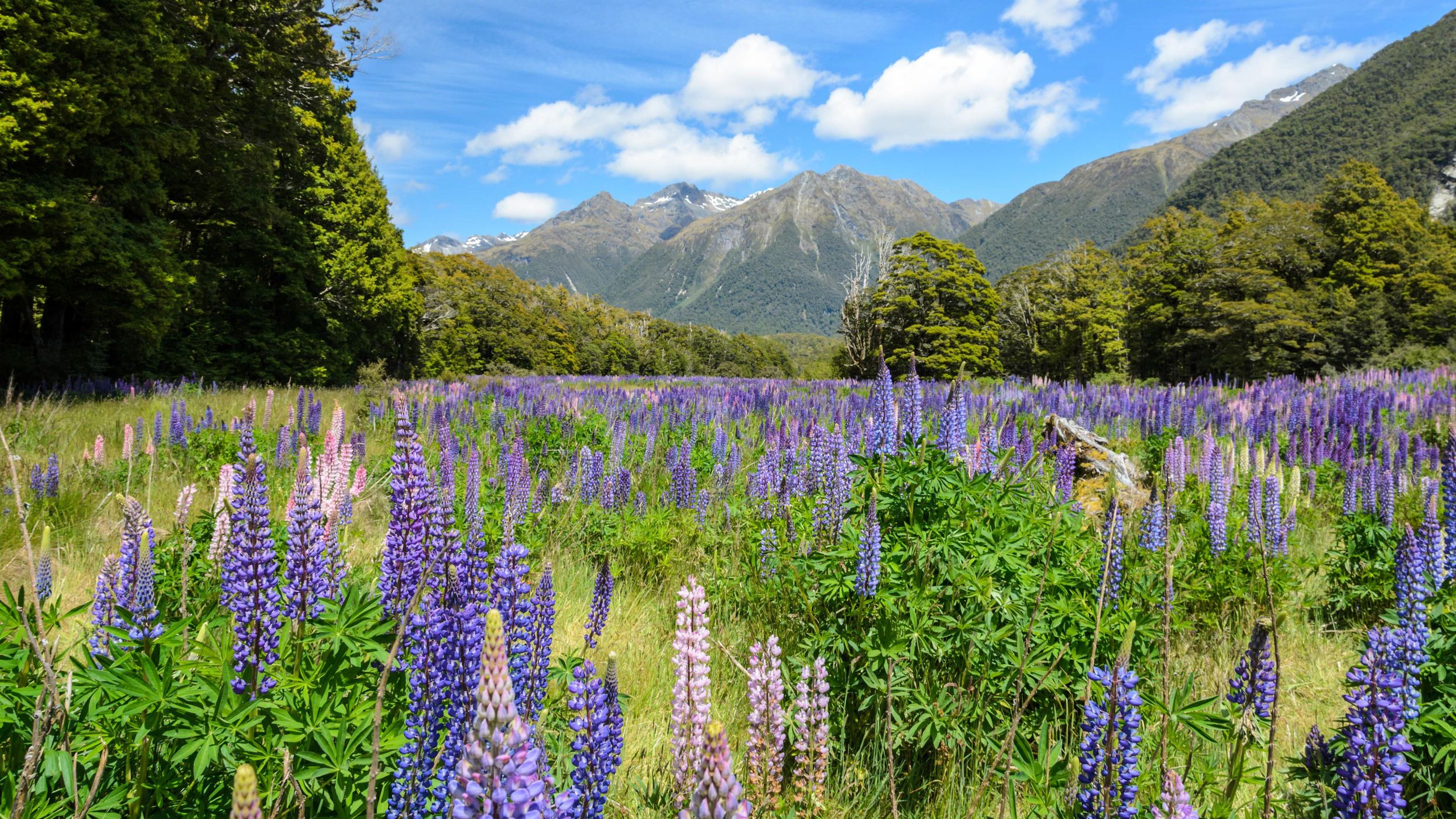 Cascade Creek Lupine Fields, New Zealand