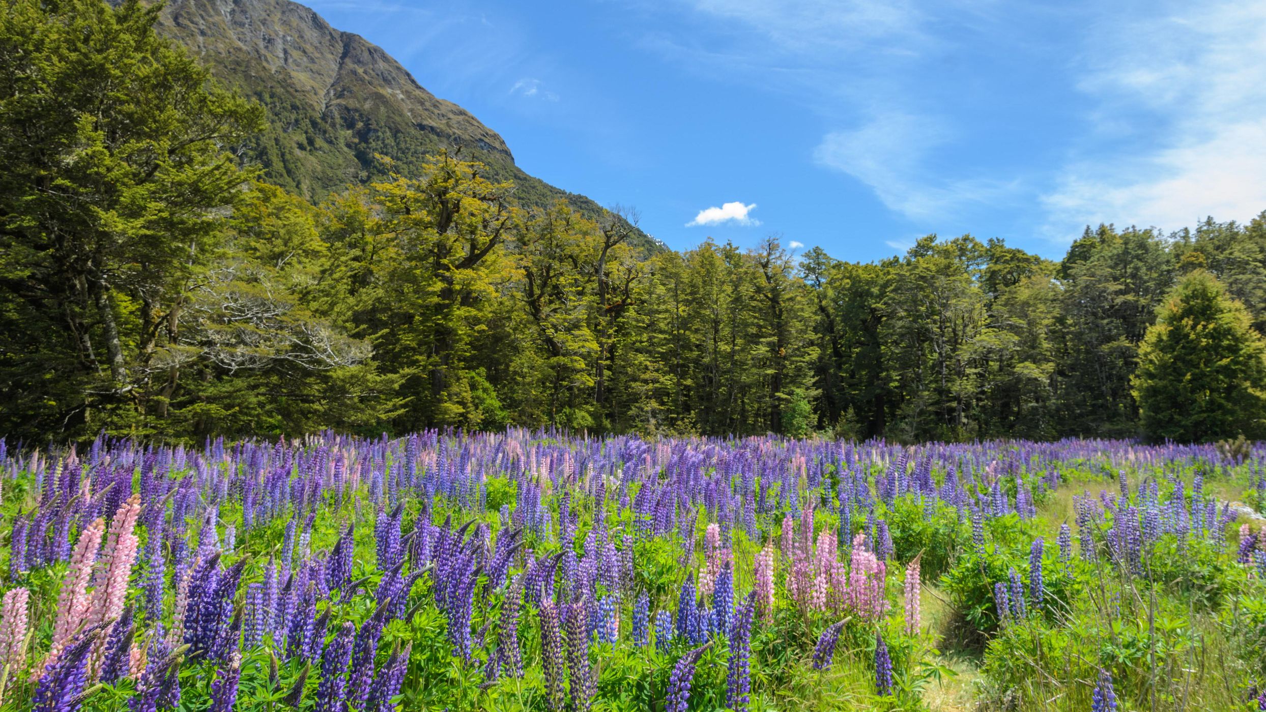 Cascade Creek Lupine Fields, New Zealand