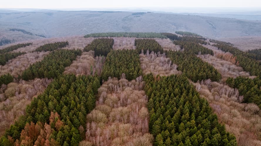 Checker Trees [Drone]