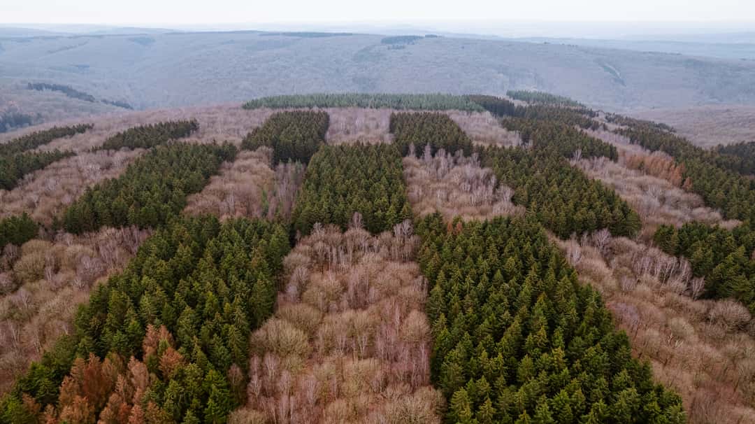 Checker Trees, Belgium
