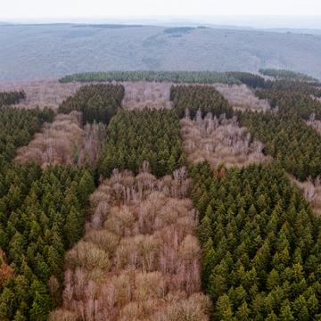 Checker Trees [Drone], Belgium
