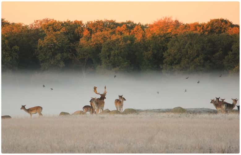Deer Park, Copenhagen
