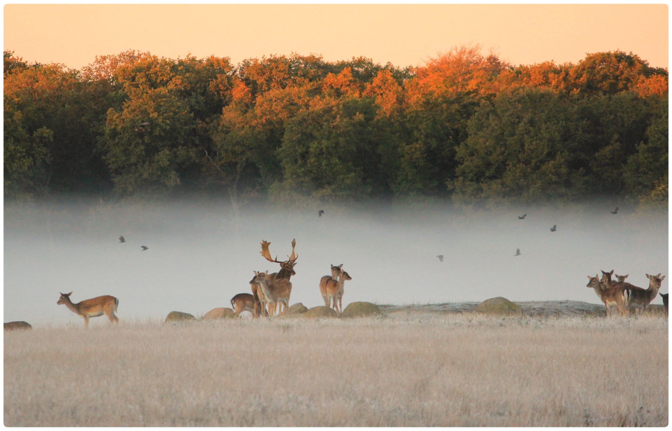 Deer Park, Copenhagen, Denmark