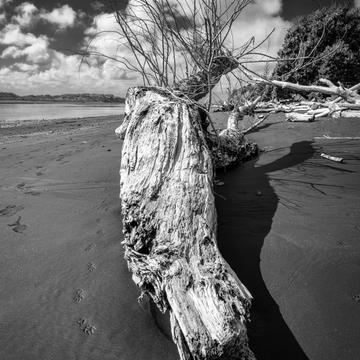 Driftwood Mokau River Mokau, North Island, New Zealand