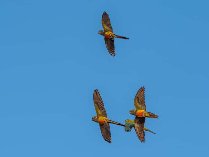 El Cóndor Rock Parakeets