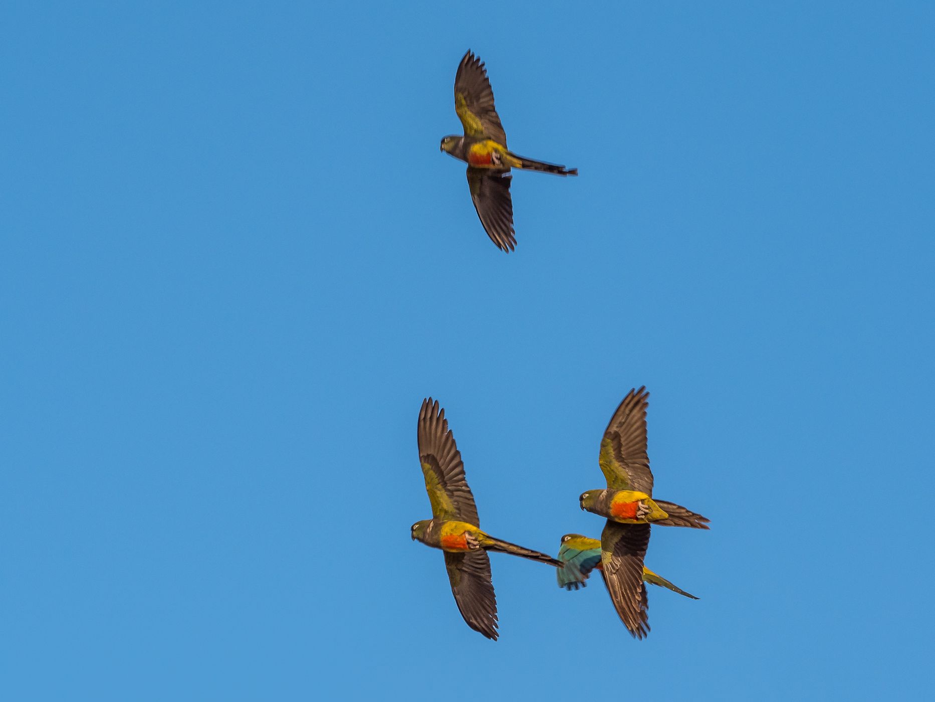 El Cóndor Rock Parakeets, Argentina