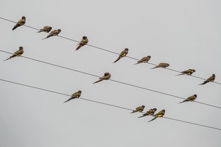 El Cóndor Rock Parakeets