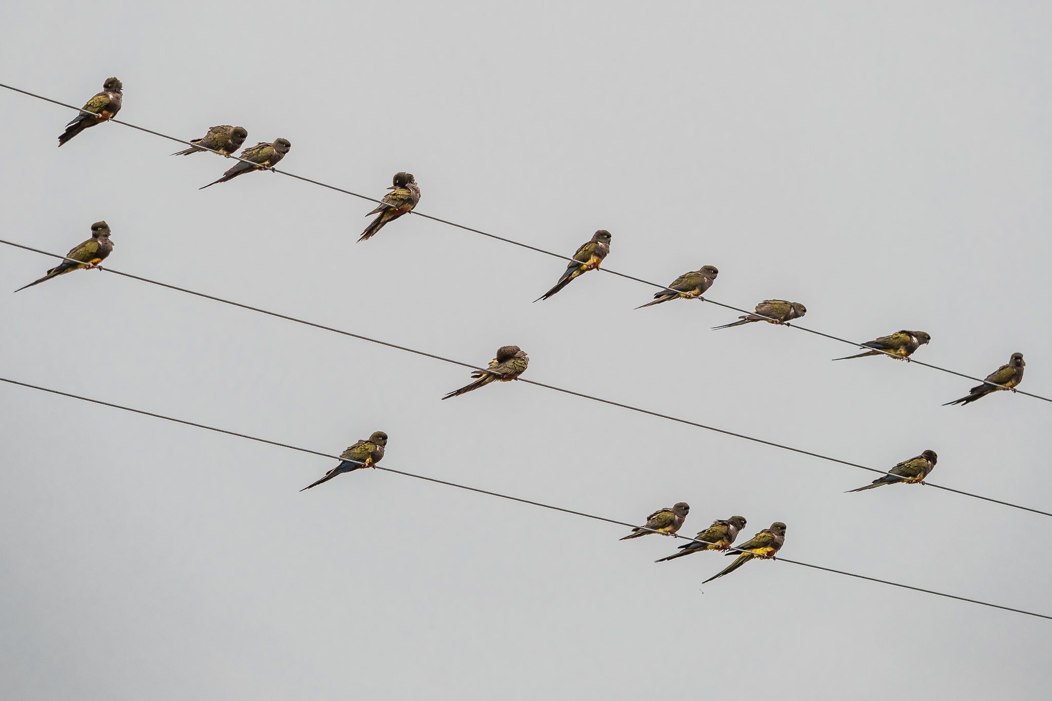 El Cóndor Rock Parakeets, Argentina