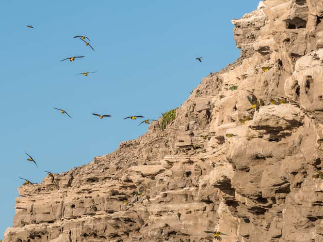 El Cóndor Rock Parakeets
