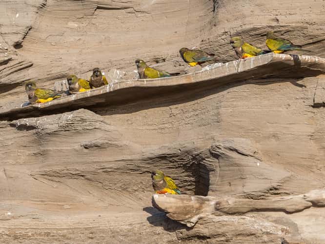 El Cóndor Rock Parakeets