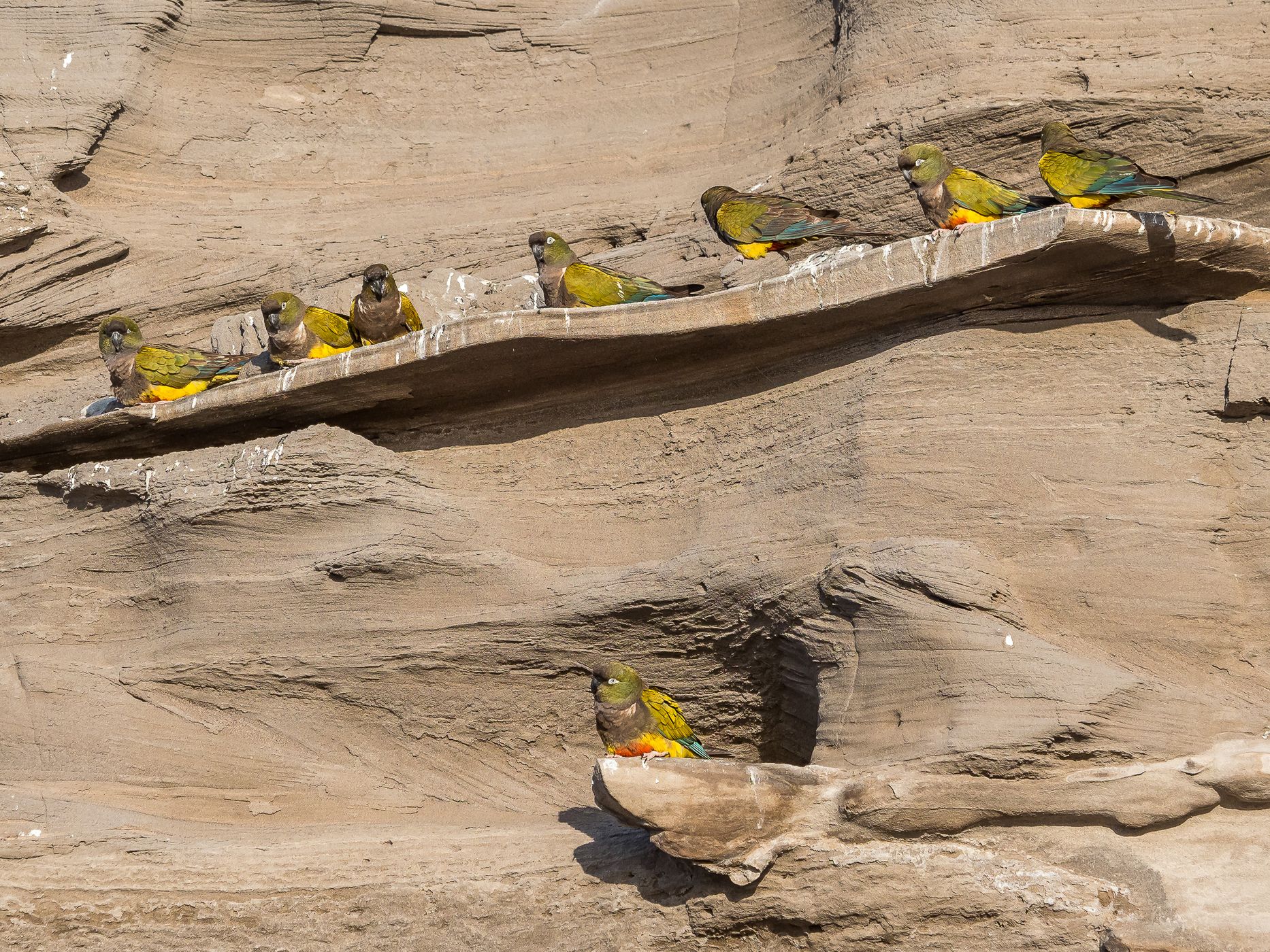 El Cóndor Rock Parakeets, Argentina