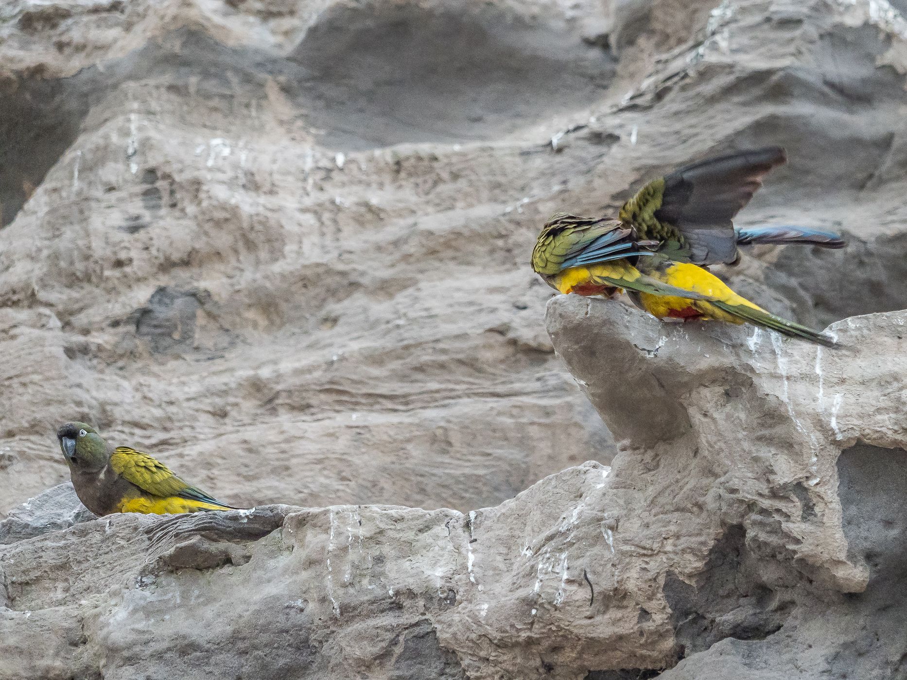 El Cóndor Rock Parakeets, Argentina