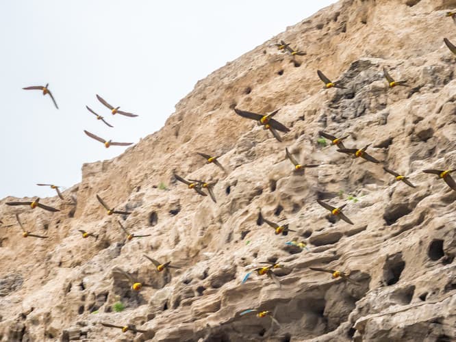 El Cóndor Rock Parakeets