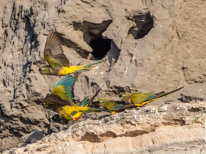 El Cóndor Rock Parakeets