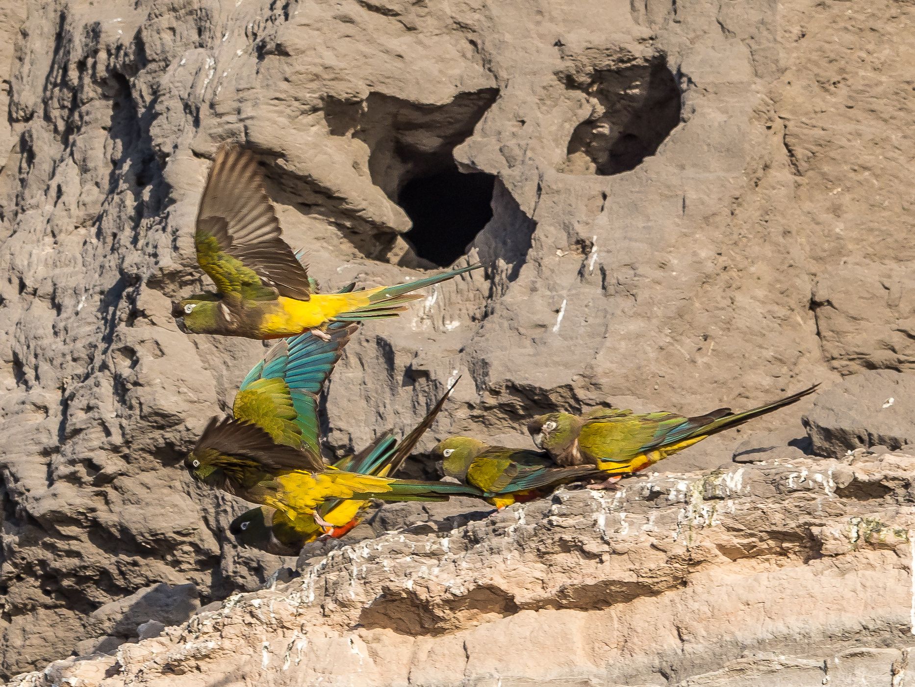 El Cóndor Rock Parakeets, Argentina