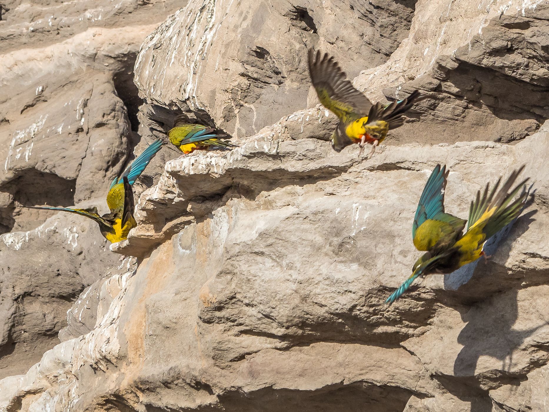 El Cóndor Rock Parakeets, Argentina