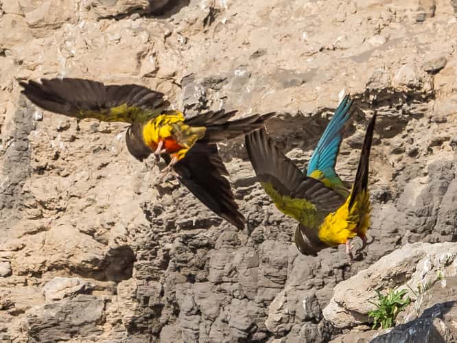 El Cóndor Rock Parakeets