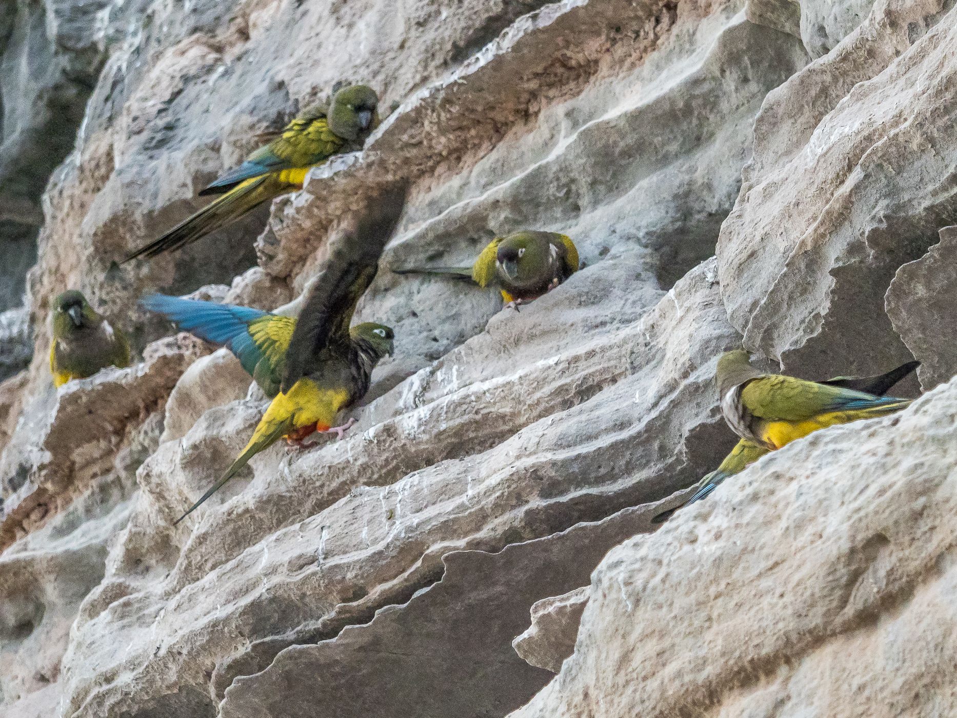 El Cóndor Rock Parakeets, Argentina