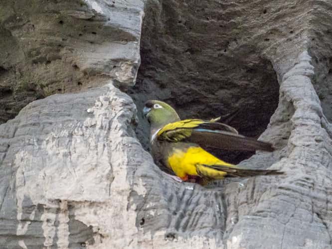 El Cóndor Rock Parakeets