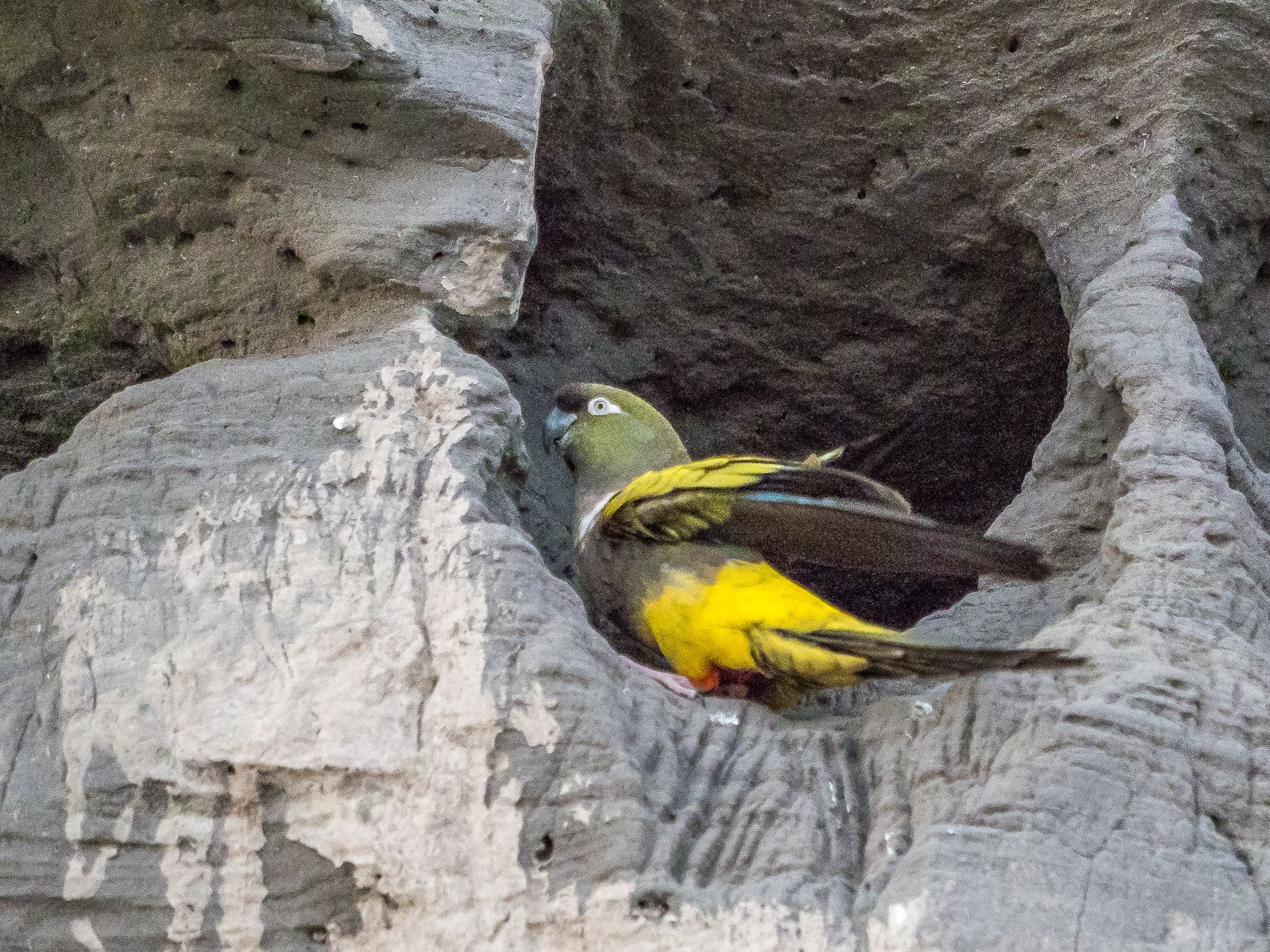 El Cóndor Rock Parakeets, Argentina