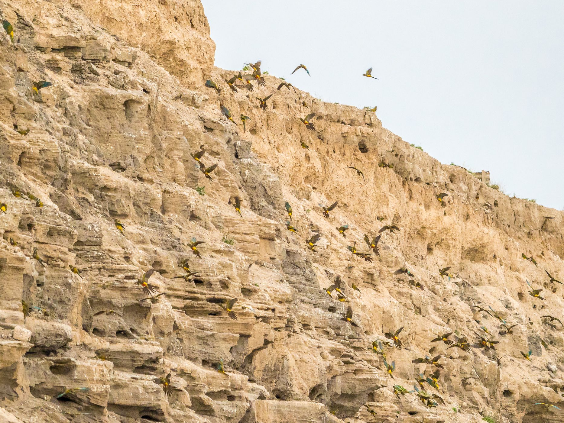 El Cóndor Rock Parakeets, Argentina
