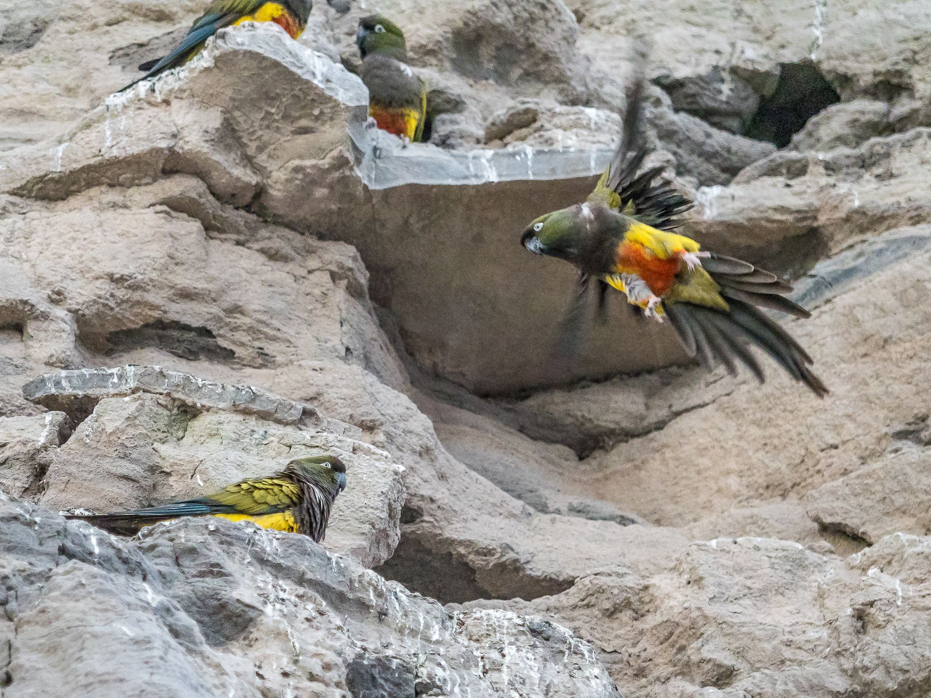 El Cóndor Rock Parakeets, Argentina