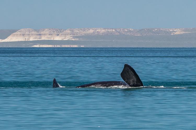 El Doradillo Beach Wale Watching