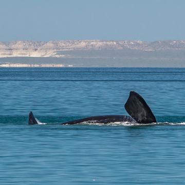 El Doradillo Beach Whale Watching, Argentina