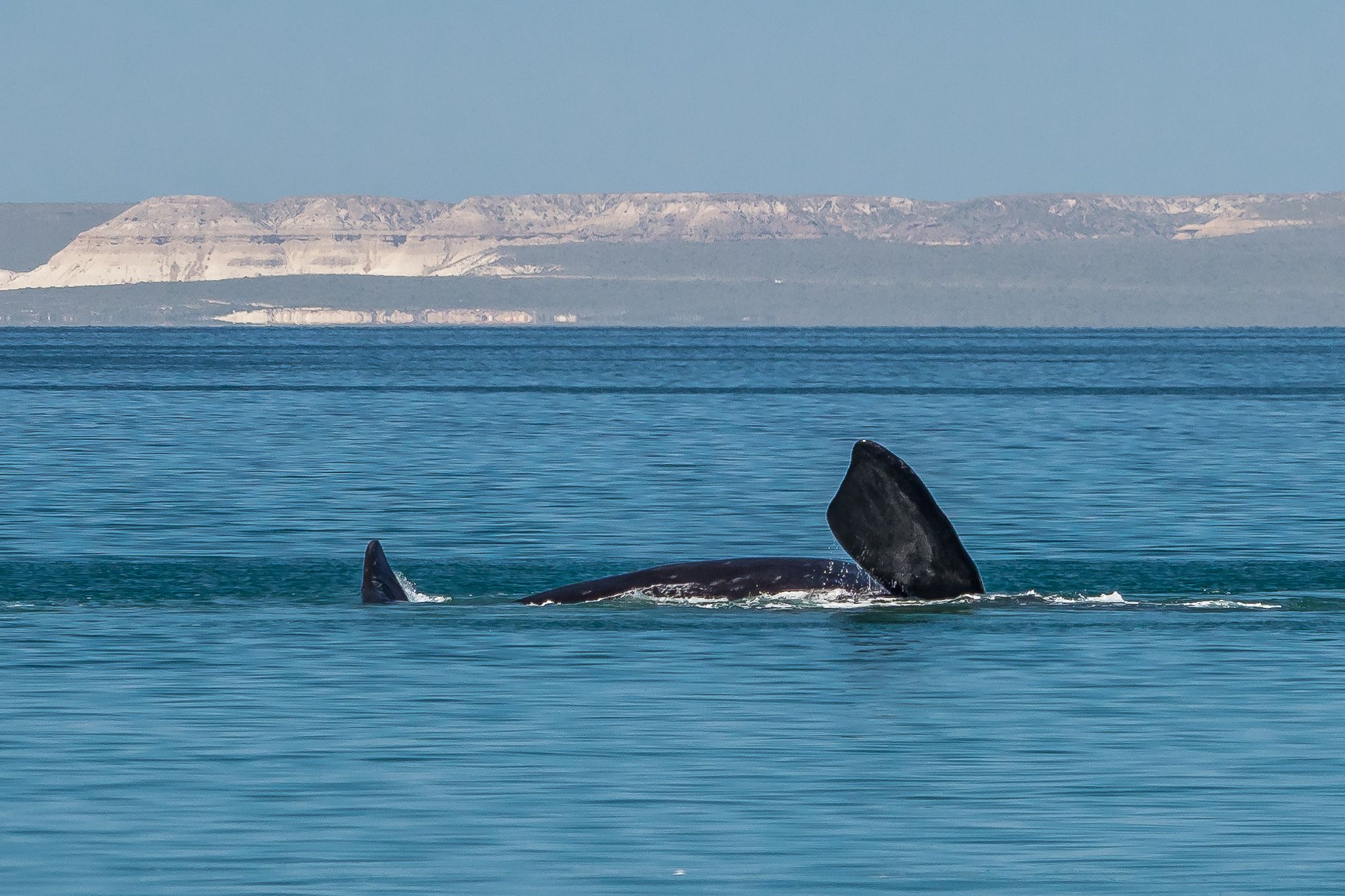 El Doradillo Beach Whale Watching, Argentina