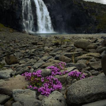 Fossfjördur Waterfall, Iceland