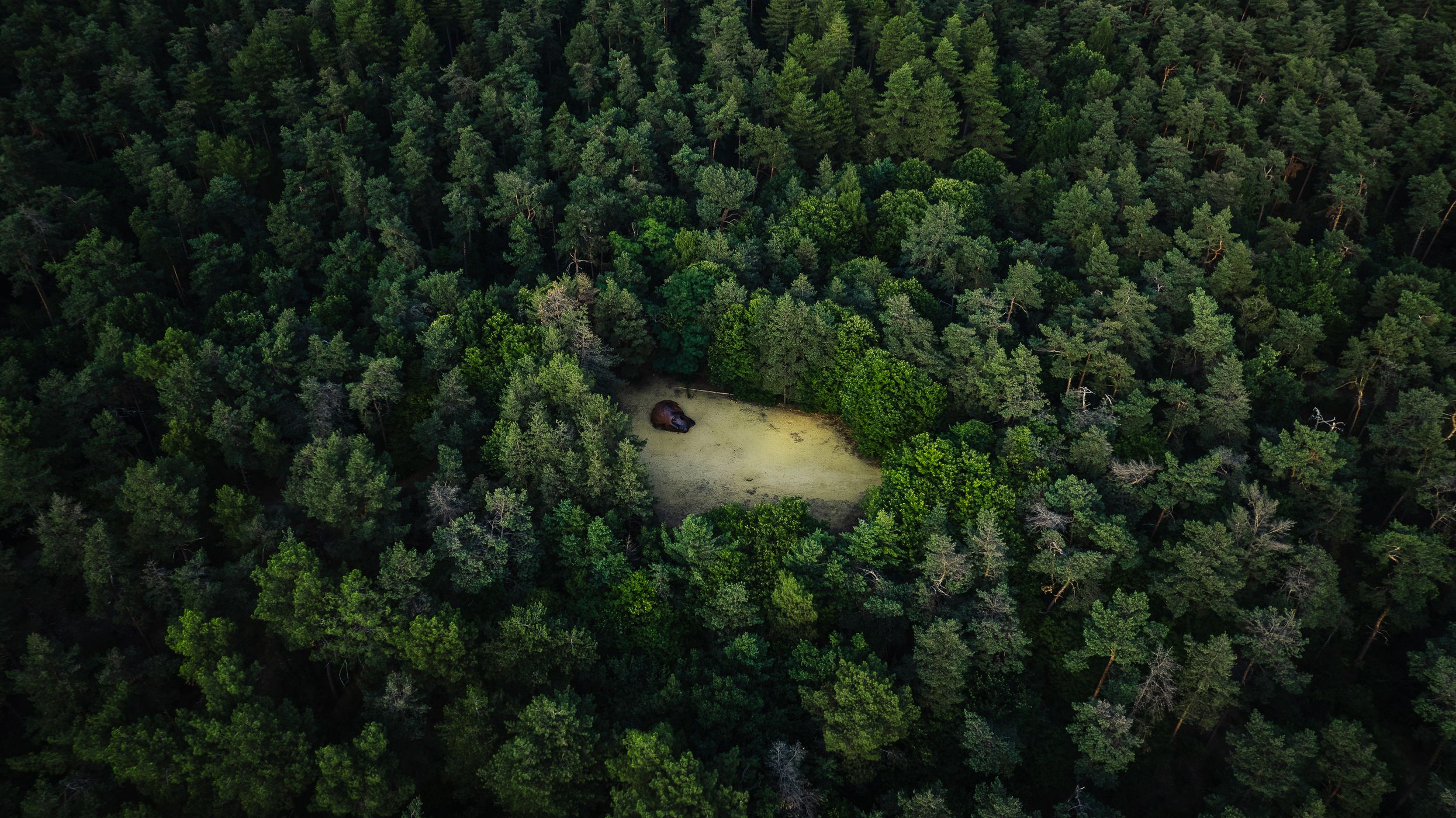 Head of the sleeping giant, Belgium