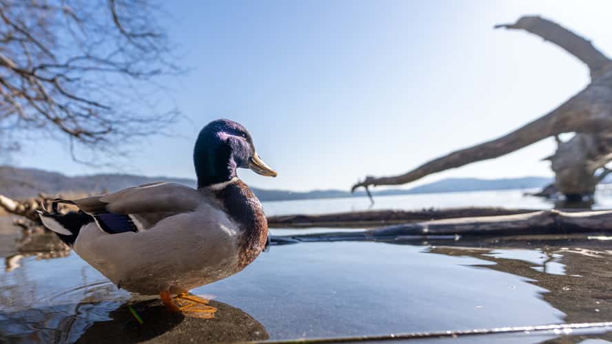 Laacher See, Aussichtspunkt
