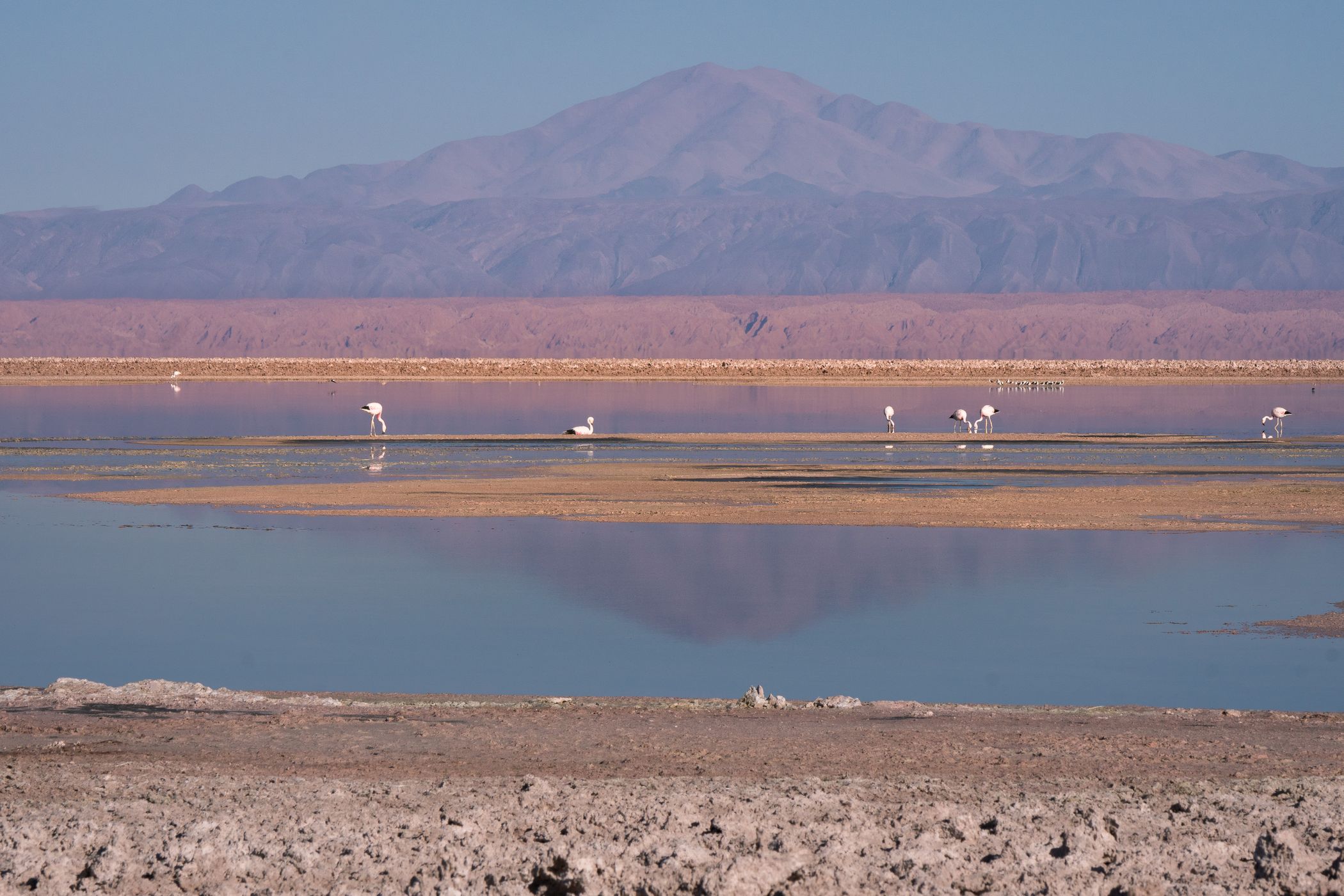 Laguna Chaxa, Salar de Atacama, Chile