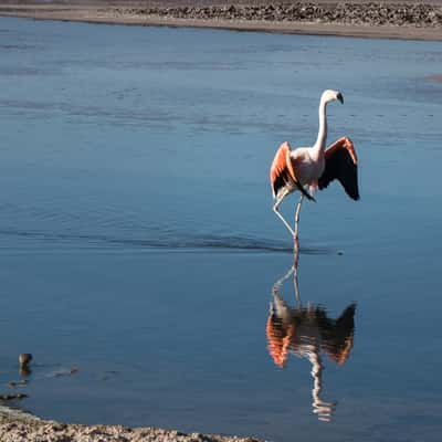 Laguna Chaxa, Salar de Atacama, Chile