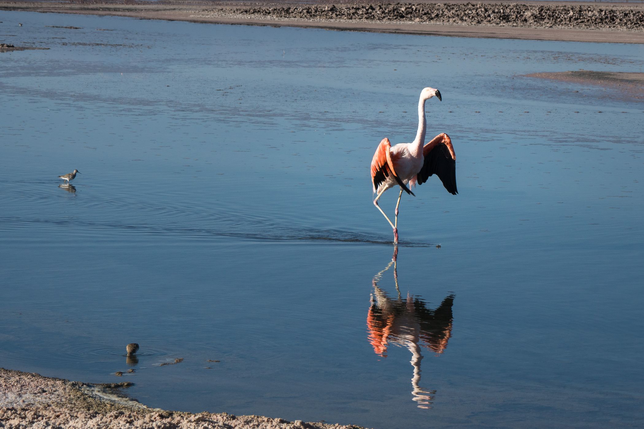 Laguna Chaxa, Salar de Atacama, Chile