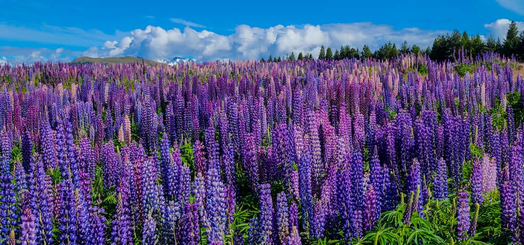 Lupin sea, Lake Tekapo