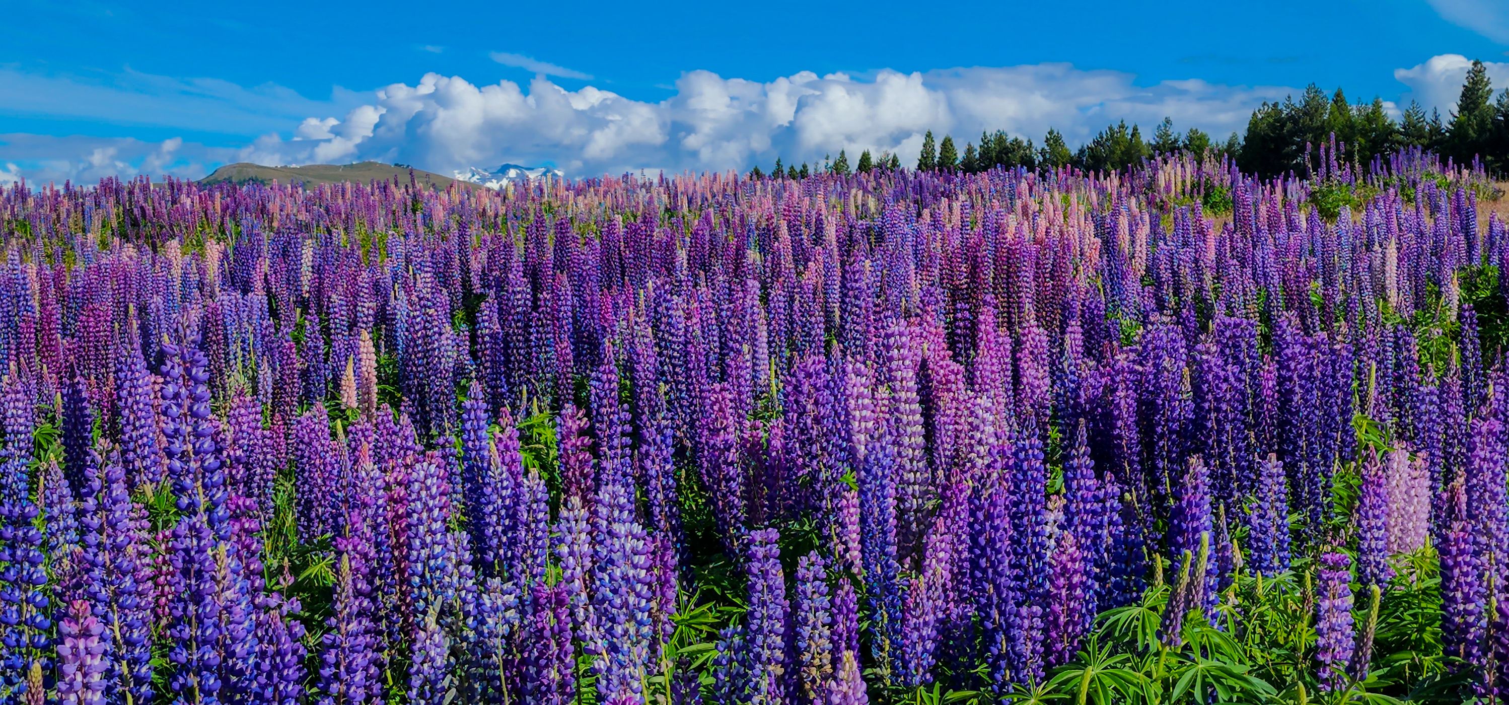 Lupin sea, Lake Tekapo, New Zealand