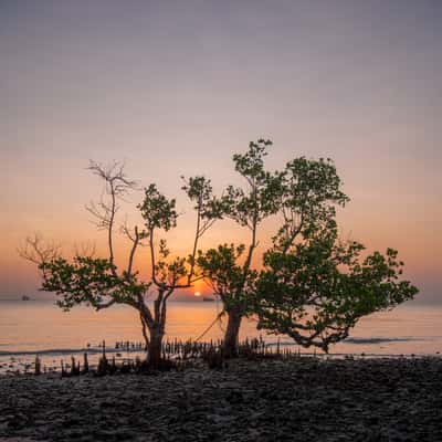 Mangrove beach, Tanzania