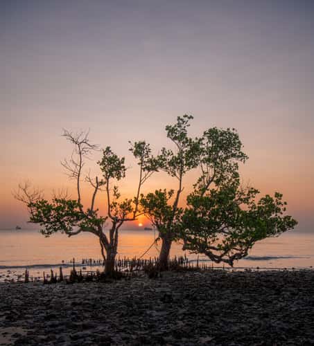 Mangrove beach