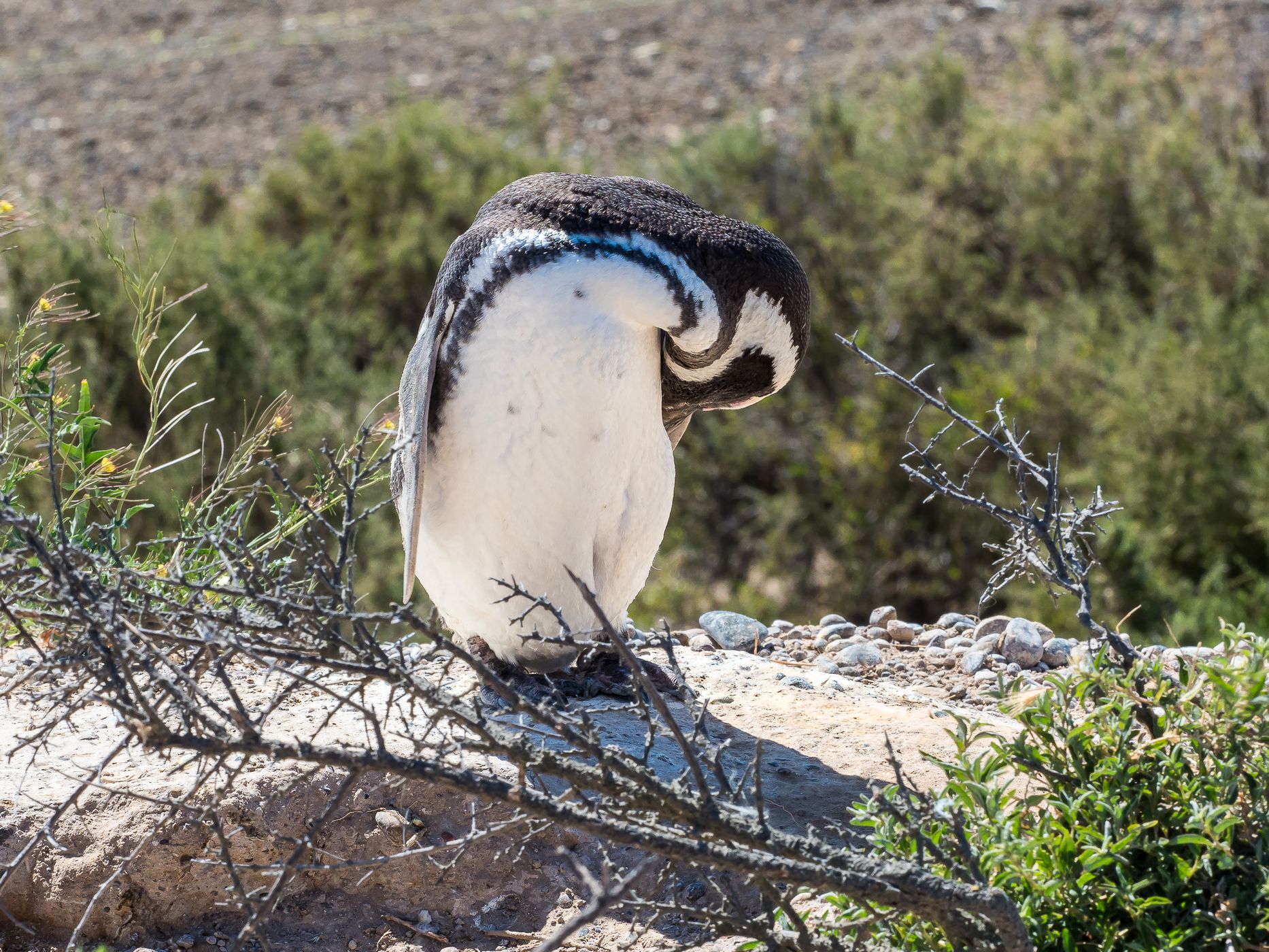 Mirador de Pingüinos, Valdés Peninsula, Argentina