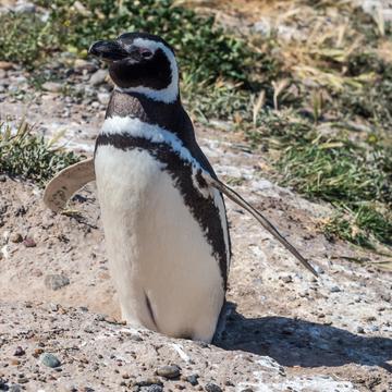 Mirador de Pingüinos, Valdés Peninsula, Argentina