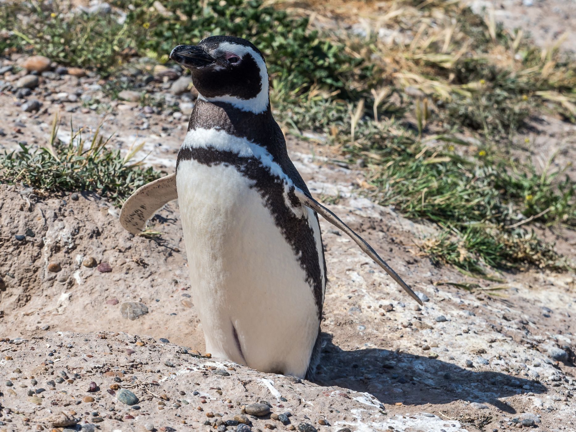 Mirador de Pingüinos, Valdés Peninsula, Argentina