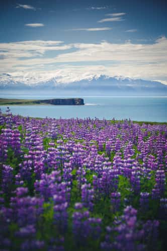 North Coast View
