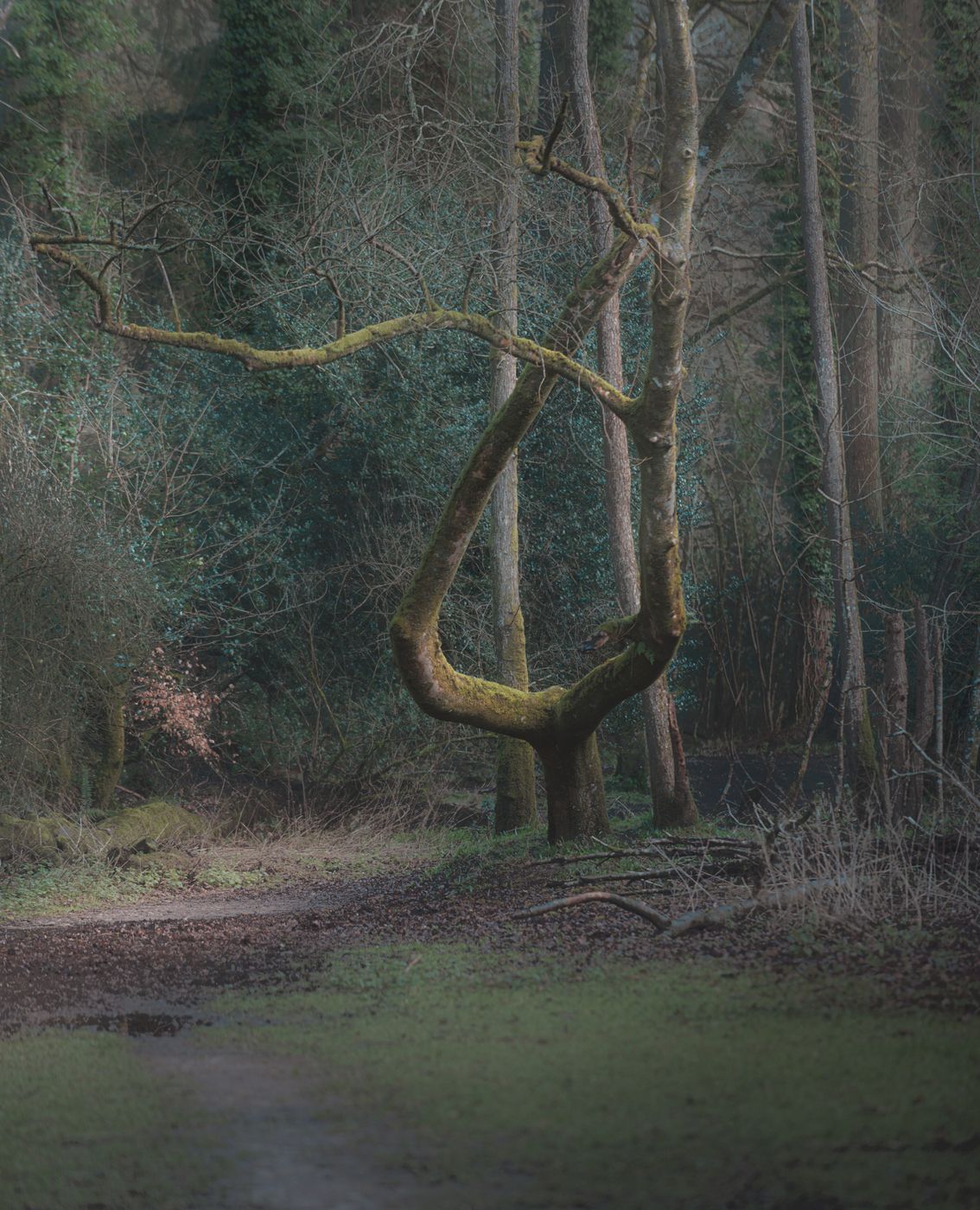 Plymbridge woods, United Kingdom