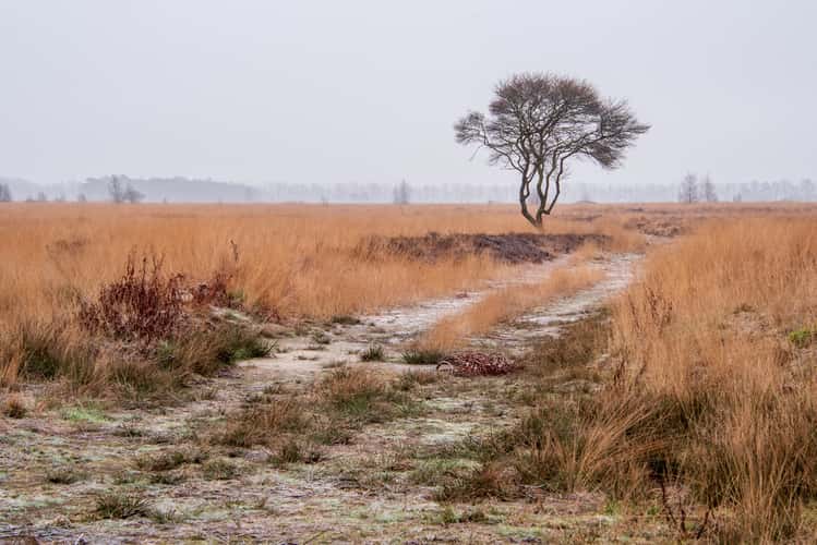 Popular Tree at Wierdense Veld