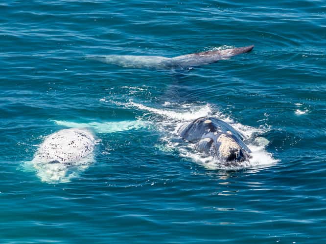 Punta Flecha Whale Watching