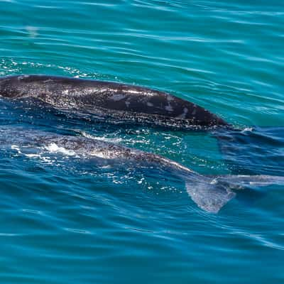 Punta Flecha Whale Watching, Argentina