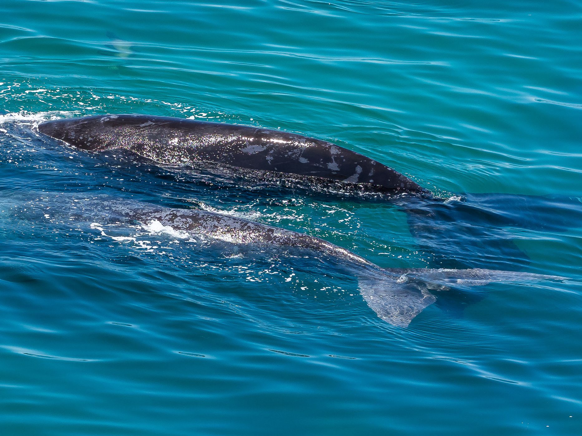Punta Flecha Whale Watching, Argentina